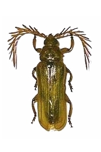 Neoclosterus curvipes