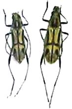 Prothema auratum auratum