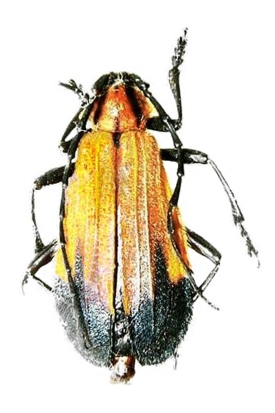Amphidesmus apicalis