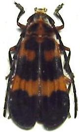 Deltosoma lacordairei