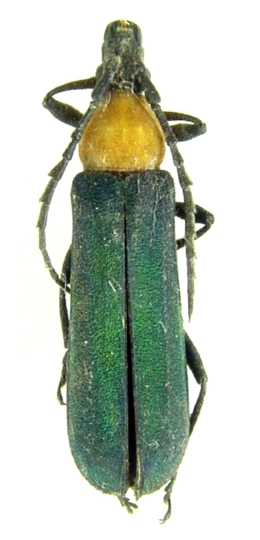 Erythrus viridipennis 
