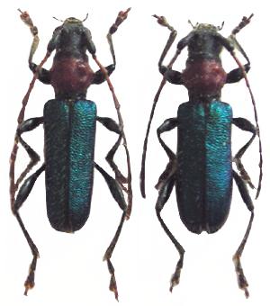 Cartallum ebulinum ruficolle