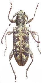 Pempsamacra dispersa