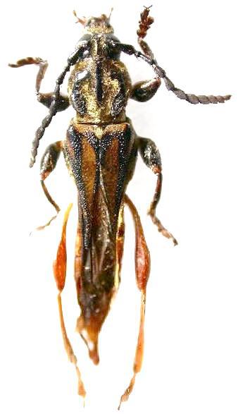 Acyphoderes abdominalis