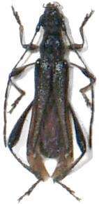 Callimoxys gracilis