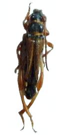 Stenopterus flavicornis