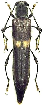Thranius obliquefasciatus