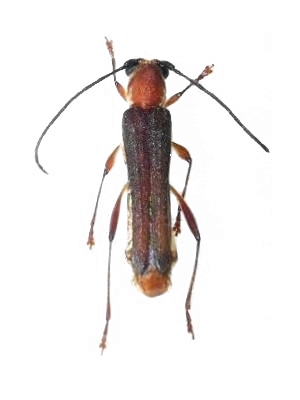 Thranius rufescens