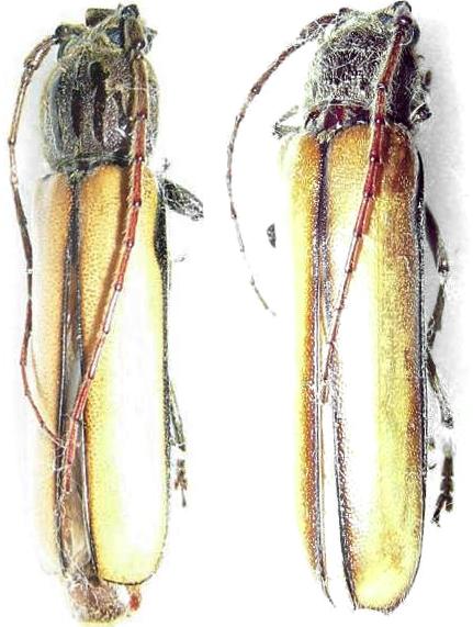 Diploschema rotundicolle