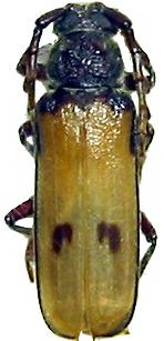 Gigantotrichoderes conicicollis