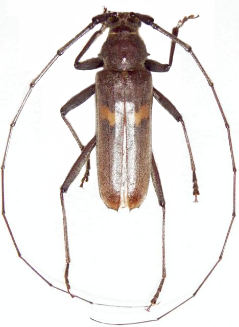 Knulliana cincta cincta