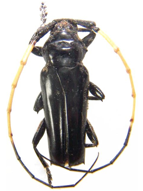 Ancylosternus morio albicornis