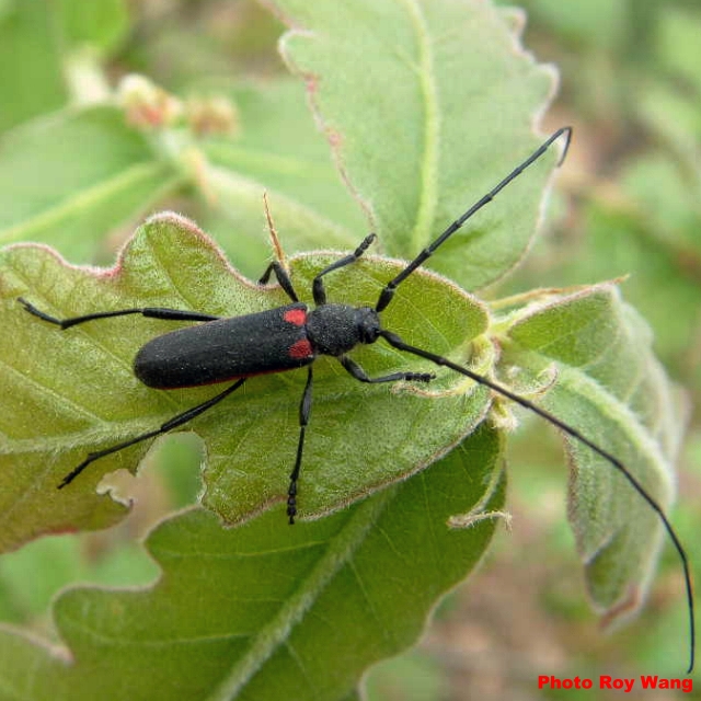 Anoplistes halodendri pirus 
