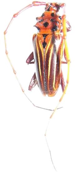 Chydarteres striatus