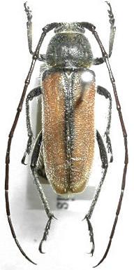 Crossidius mojavensis