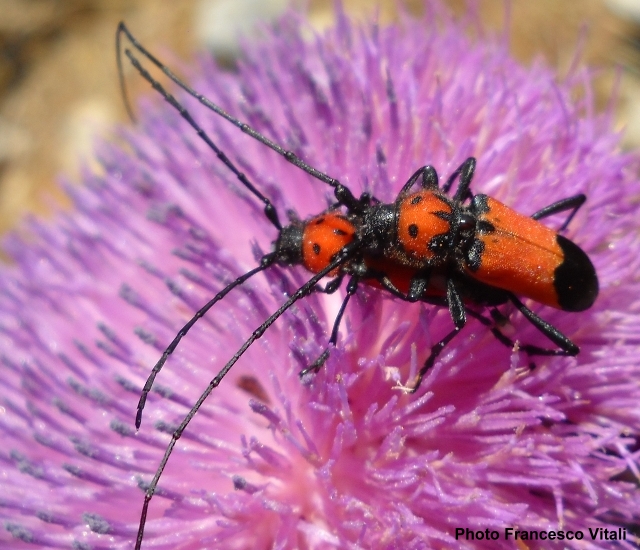 Purpuricenus desfontainii