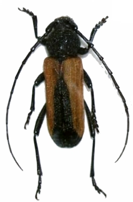 Purpuricenus ferrugineus