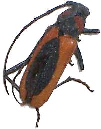 Purpuricenus globulicollis