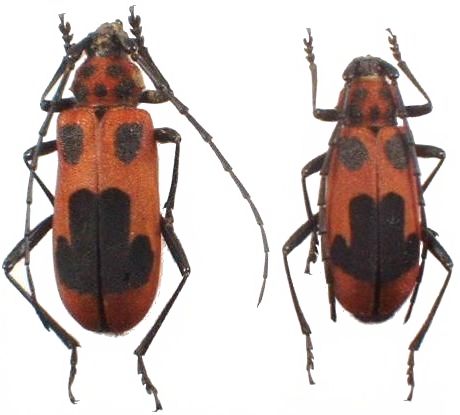 Purpuricenus lituratus