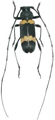 Purpuricenus sanguinolentus