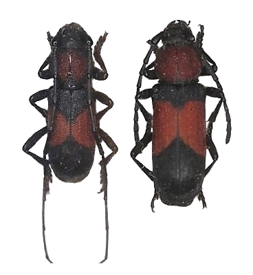 Purpuricenus wachanrui 