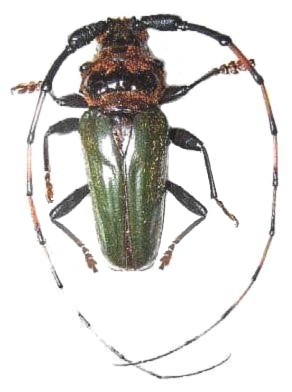 Retrachydes thoracicus