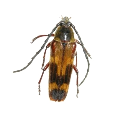 Tragocerus fasciatus