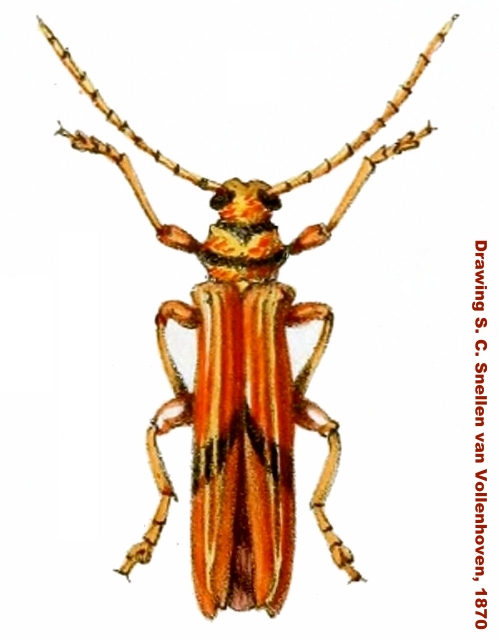 Tragocerus heraldicus 