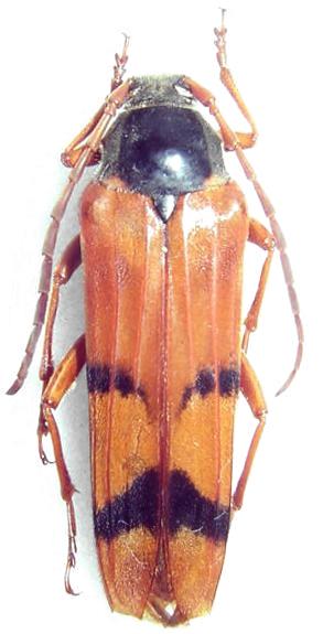 Tragocerus spencii