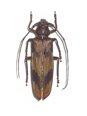 Oplatocera (Oplatocera) callidioides