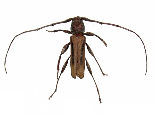 Xystrocera abrupta