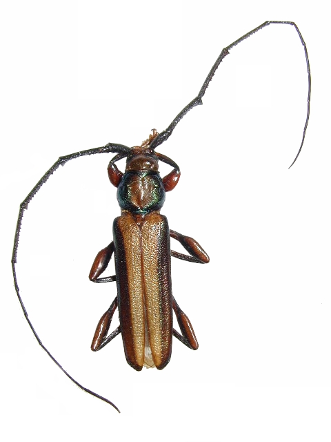 Xystrocera festiva
