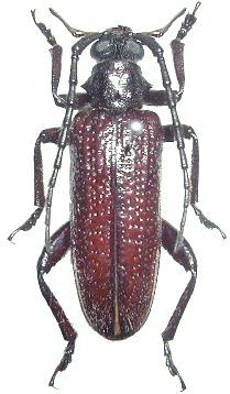 Cyrtonops marginellus