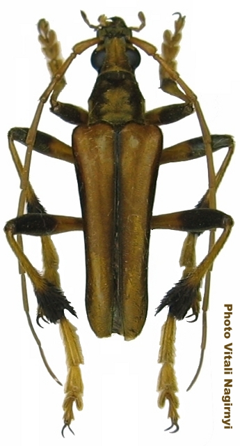 Stenotsivoka caligata 