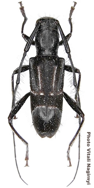 Ancylistes distinctus