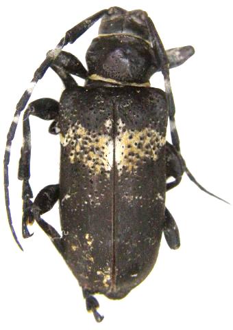 Coenopoeus palmeri