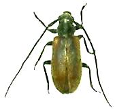 Exocentrus (Pseudocentrus) fisheri