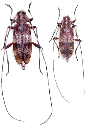 Acanthocinus (Acanthobatesianus) guttatus