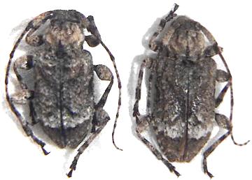 Leptostylus transversus