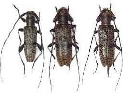 Rondibilis (Rondibilis) saperdina