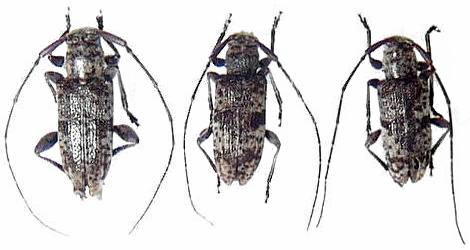 Sciades (Estoliops) fasciatus