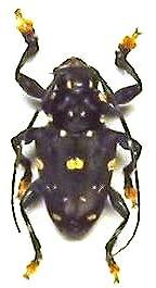 Acanthoderes (Acanthoderes)  daviesi