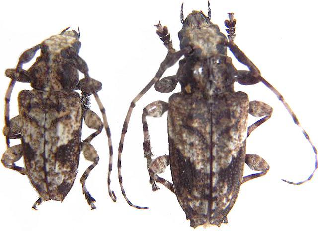 Aegomorphus jaspideus