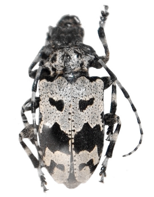 Aegomorphus krueperi