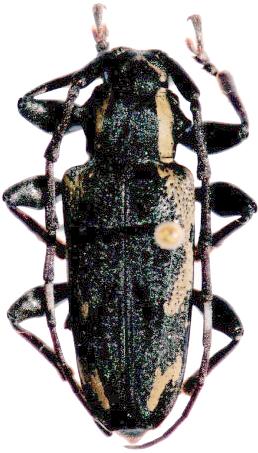 Necalphus decoratus