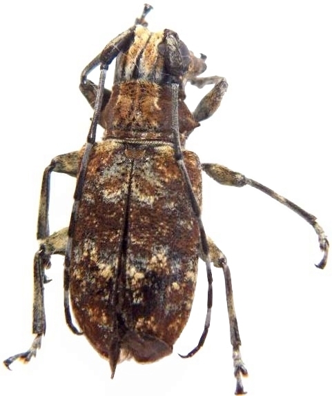 Acmocera compressa