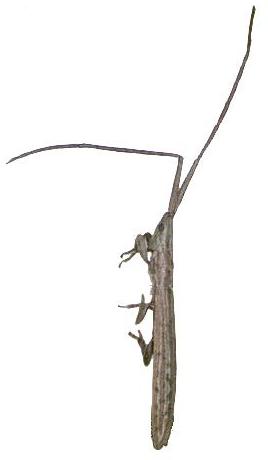 Spalacopsis chemsaki