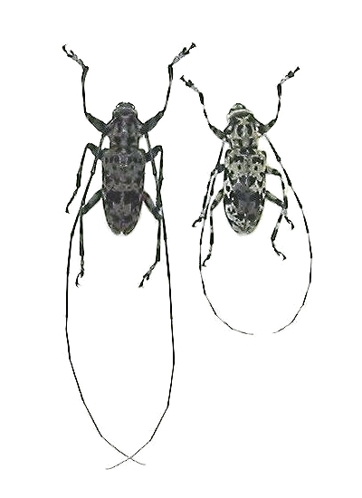 Palimna liturata