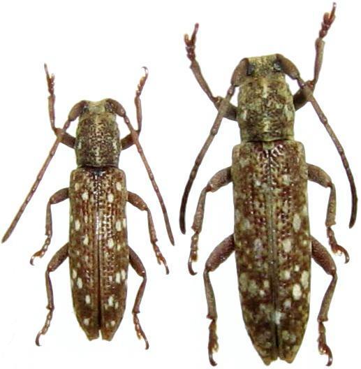 Apomecyna naevia