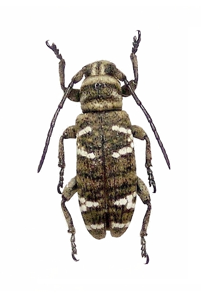 Apomecyna tigrina